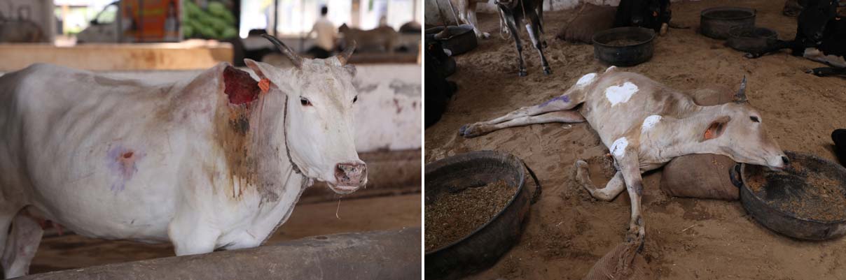 गौ माता के बारे में