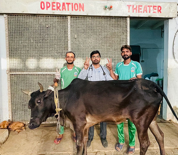 GSD Hospital�s  Cow After Operation